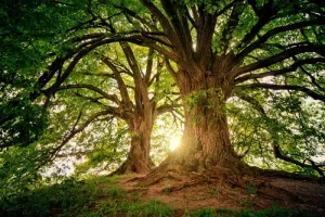 Sunlight through old trees in a green forest, symbolizing peaceful, spiritual nature connection