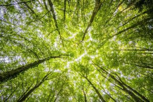 A Spiritual Experience Among the Trees