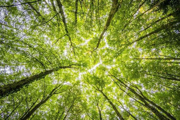 A Spiritual Experience Among the Trees